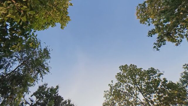 Scenic upward view of lush green tree canopy framing a clear blue sky, with warm sunlight filtering through the leaves and creating a peaceful natural atmosphere.