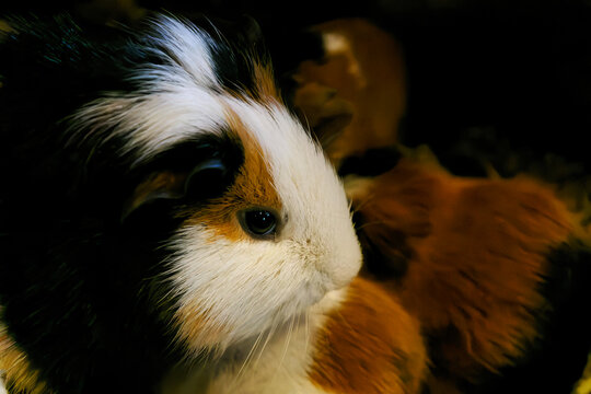Close-up side profile of a cute tricolor guinea pig with expressive dark eyes and fluffy fur.