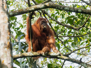Ein Orang-Utan sitzt fressend im Baum auf einem Ast in der Frontale © HPE