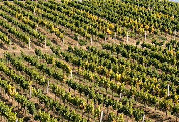 Naklejka premium Viticulture and sustainable agriculture, rows of grapevines in a vineyard during autumn harvest season with golden foliage and rural landscape