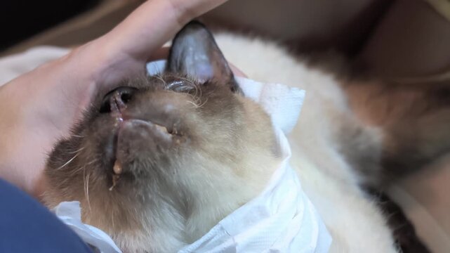 Close up footage of a caring owner gently syringe feeding liquid food to a sick bedridden cat lying down indoors. Emotional clip capturing compassionate pet healthcare and veterinary treatment.