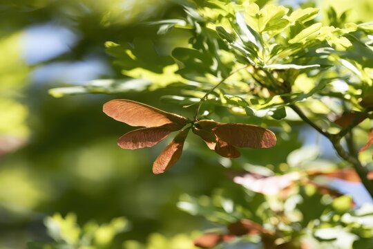 Maple Samaras on Branch with Green Leaves