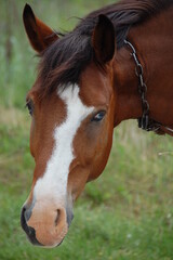 Close-up portrait of a brown horse with a distinctive white blaze standing in a green field. The horse has a dark mane and attentive ears, with a soft-focus countryside landscape in the background. © Михаил Кривовяз