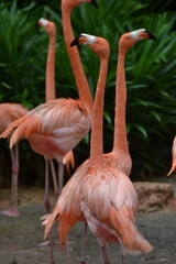 flamingo in the zoo © MUGDHA