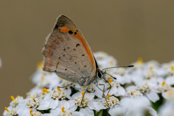 Small Copper butterfly Lycaena phlaeas perched on white yarrow flower Achillea millefolium in a meadow on a calm day © Henk