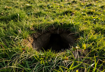 Fototapeta premium Wildlife habitat and biodiversity animal burrow entrance in green grass field nature conservation and ecosystem wild animal den in meadow landscape