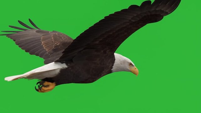 Bald eagle swooping down with wings spread on green screen