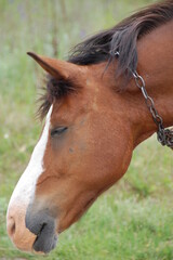 Close-up portrait of a brown horse with a distinctive white blaze standing in a green field. The horse has a dark mane and attentive ears, with a soft-focus countryside landscape in the background. © Михаил Кривовяз