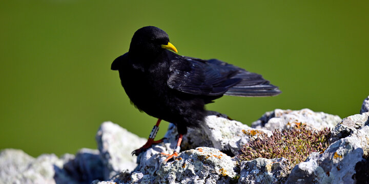 ringed Alpine chough // beringte Alpendohle (Pyrrhocorax graculus) - Picos de Europa, Spain