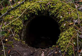 Fototapeta premium Wilderness exploration and mystery, dark circular hole in forest ground surrounded by green moss and pine needles for adventure and nature concepts