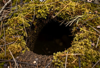 Fototapeta premium Wildlife habitat and animal burrow, nature conservation and biodiversity in forest ecosystem with mossy ground and dark entrance to underground den