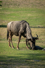 wildebeest eating grass © Rio