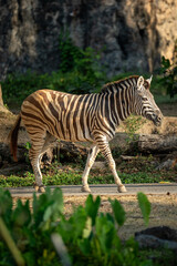 zebra walking © Rio