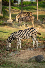 zebra eating grass © Rio