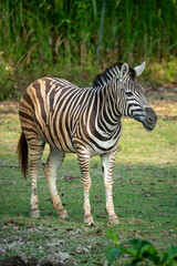 zebra in zoo © Rio