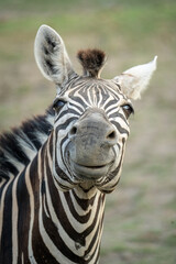 close up of a zebra head © Rio