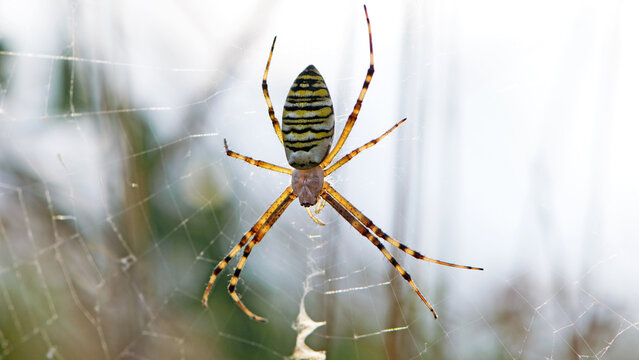 Argiope bruennichi. large wasp spider sits on a web on a blurry background. Argiope Bruennichi, spider wasp. a species of araneomorph spider. macro, black-yellow male spider. predator on the hunt