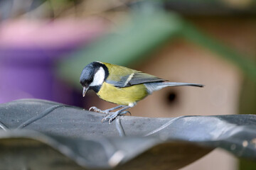 close up of a great tit in the garden © Duvekot Fotografie