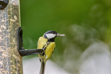 close up of a great tit in the garden © Duvekot Fotografie