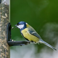 close up of a great tit in the garden © Duvekot Fotografie