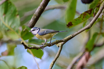 blue tit on branch © Duvekot Fotografie