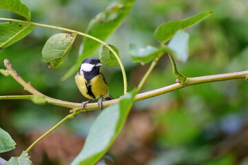 close up of a great tit in the garden © Duvekot Fotografie