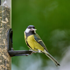 close up of a great tit in the garden © Duvekot Fotografie