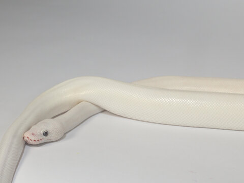 Leucistic Ball Python Slithering on Clean White Background