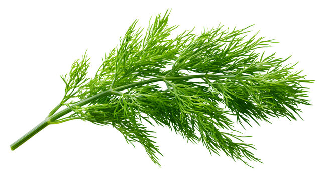 A professional studio shot of a fresh green dill branch feathery lacy fine foliage, clean PNG isolated on a solid white background