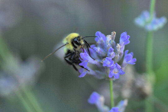 Close up bee lavender macro