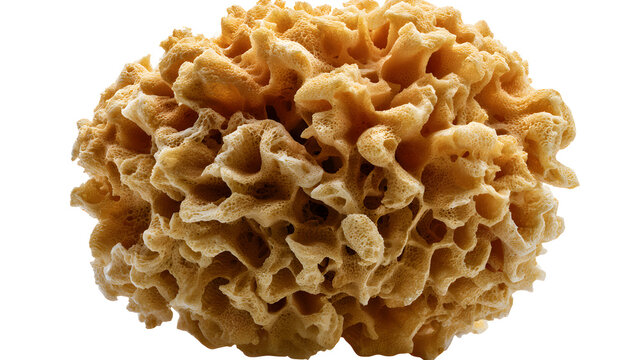 A professional studio shot of a natural porous sea sponge organic texture ocean floor, clean PNG isolated on a solid white background