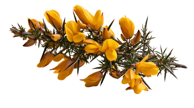 A professional studio shot of a wild gorse bush bright yellow pea flowers sharp spiky thorns, clean PNG isolated on a solid white background