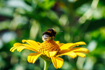Bumblebee collecting nectar on bright yellow flower close-up, macro photography of pollination and nature © glebantiy