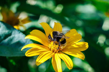 Bumblebee collecting nectar on bright yellow flower close-up, macro photography of pollination and nature © glebantiy