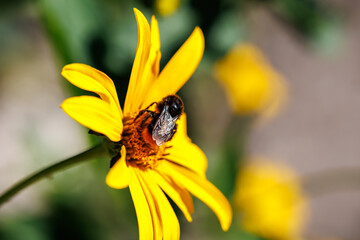 Bumblebee collecting nectar on bright yellow flower close-up, macro photography of pollination and nature © glebantiy
