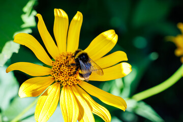 Bumblebee collecting nectar on bright yellow flower close-up, macro photography of pollination and nature © glebantiy