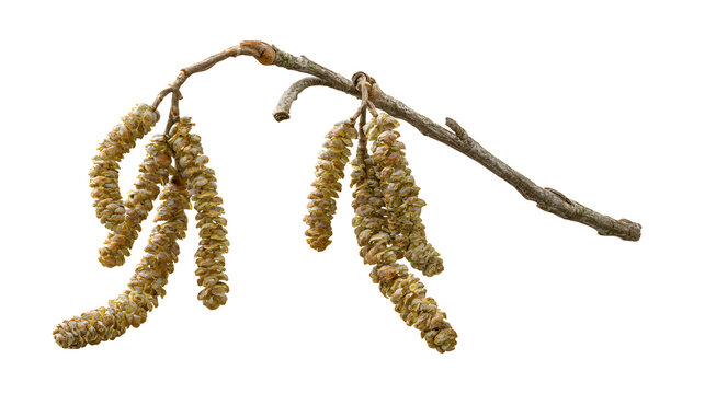 A professional studio shot of a speckled alder branch hanging male catkins winter cones, clean PNG isolated on a solid white background