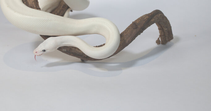 Leucistic Ball Python Slithering on Wooden Branch in Studio