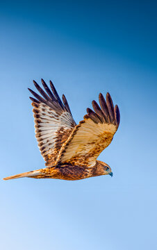 Aguilucho Lagunero - Polvoranca
