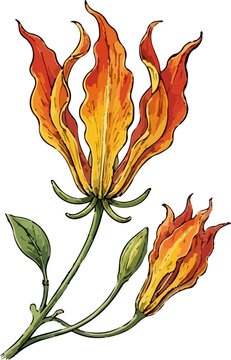 Gloriosa superba illustration art