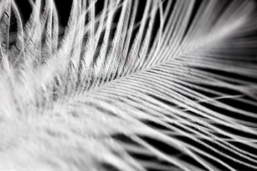A close up of a feather with a black background © schankz