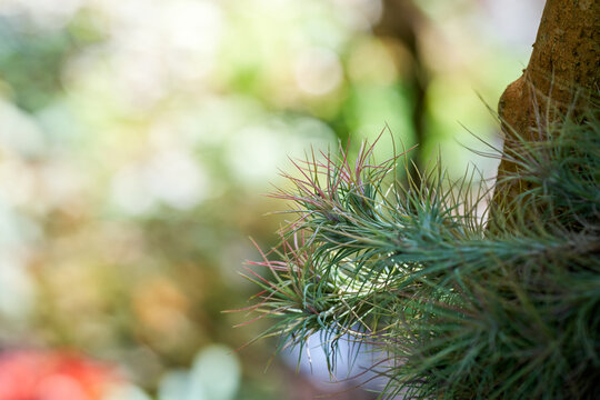 Tillandsia air plant growing on tree trunk with soft natural copy space