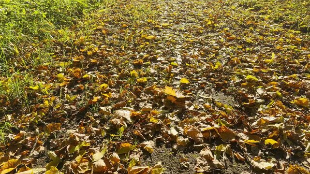 POV walkthrough of an empty autumn ground in Catherine Park, Pushkin, Saint Petersburg shot on a stabilizer. Smooth forward camera motion over fallen leaves evokes a calm and peaceful feeling.