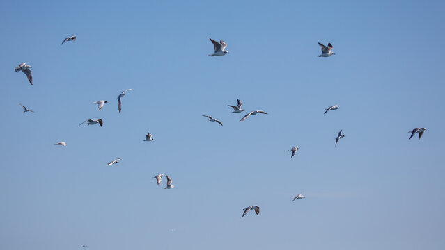 Seagulls soar across clear blue sky