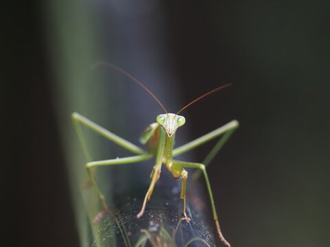カマキリが近づいてきた