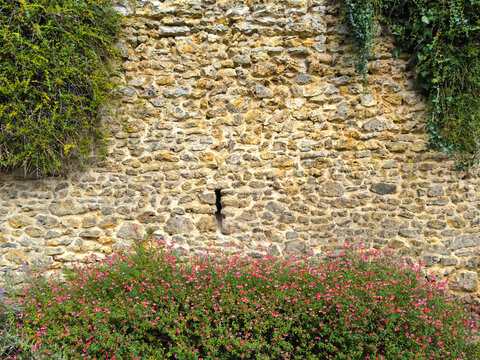 Old Stone Wall with Pink Flowering Shrubs and Climbing Ivy in Bloom