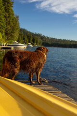 Fototapeta premium Wet shaggy dog stands on a wooden dock at the lake