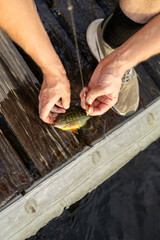 Fototapeta premium Man carefully unhooking a colorful fish on a dock