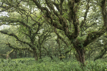 Fototapeta premium Ancient gnarled trees covered in moss and ferns