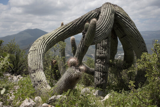 A bizarre tangled cactus on a rocky hillside at Tehuacan Desert